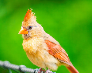Female cardinal perched on cable
