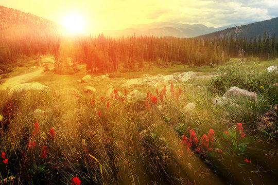 Rays of sunlight shining over a field of red wildflowers in a Colorado spring landscape