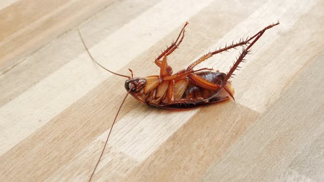 cockroach lying supine on tile wooden floor