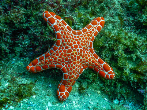 Orange starfish 