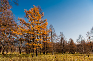 Autumn at Senjogahara plateau in Nikko national park, Nikko Tochigi, Japan