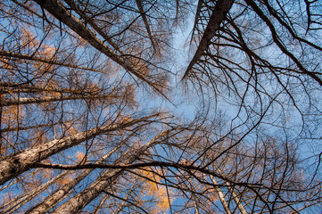 Looking up at the sky in the forest, Autumn at Senjogahara plateau in Nikko national park, Nikko Tochigi, Japan