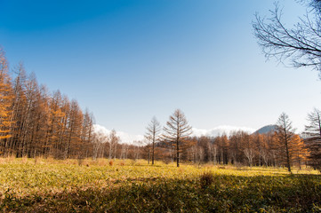 Fototapeta premium Autumn at Senjogahara plateau in Nikko national park, Nikko Tochigi, Japan