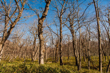 Fototapeta premium Autumn at Senjogahara plateau in Nikko national park, Nikko Tochigi, Japan ( Ecological engineering methods )
