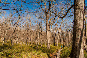 Autumn at Senjogahara plateau in Nikko national park, Nikko Tochigi, Japan ( Ecological engineering methods )