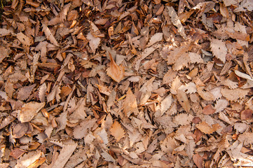 The Fallen Leaves, Autumn at Senjogahara plateau in Nikko national park, Nikko Tochigi, Japan