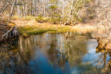 Windy River reflecting light and shadow. Autumn at Senjogahara plateau in Nikko national park, Nikko Tochigi, Japan ( Ecological engineering methods )