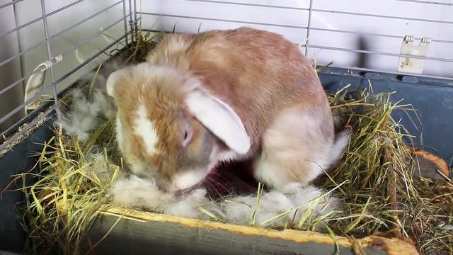 Rabbit Giving Birth Pet Bunny Animal Mammal Give Birth Newborn Kits Lop Kit Baby Pets Animals Stock Video