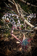 flowers in the garden