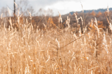 Fototapeta premium Autumn at Senjogahara plateau in Nikko national park, Nikko Tochigi, Japan