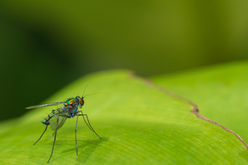 Longlegged fly on green leaf with negative space