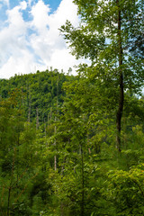 Smoky Mountains landscape