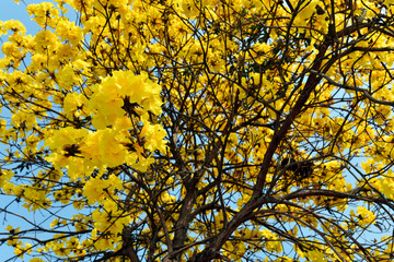 A yellow flower bunch with blue sky in background	