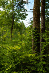 Smoky Mountains landscape