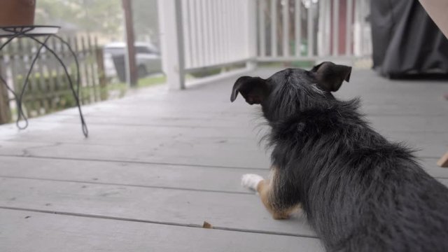 Dog laying on porch during storm