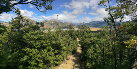 panoramic view of Southern beech rainforest in Southern Alps in New Zealand