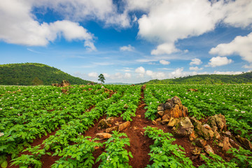 Fototapeta na wymiar Potato planting in the rural of ThaiLand.
