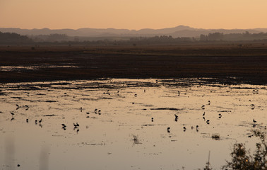 Naklejka premium The gang of Phimosus infuscatus feeding in the floodplain 06