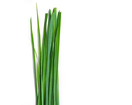 Lemon Grass Leaf