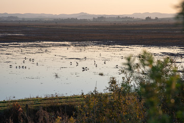 The gang of Phimosus infuscatus feeding in the floodplain 07