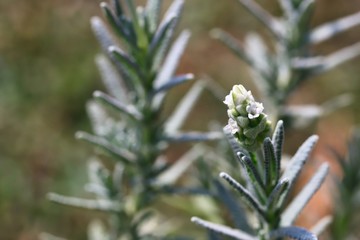 Fototapeta na wymiar White Lavender Flowers In Sunlight