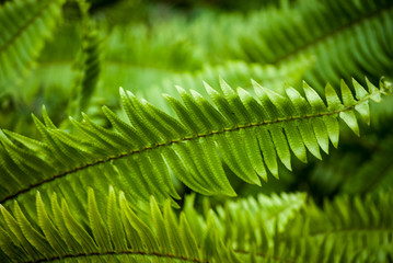 leaf of fern