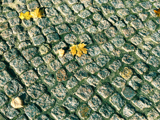 yellow maple leaves on the cobblestone pavement in autumnal sunny day