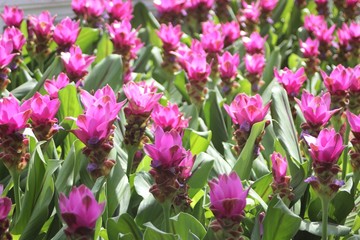 Flowers Don't Care Where They Grow