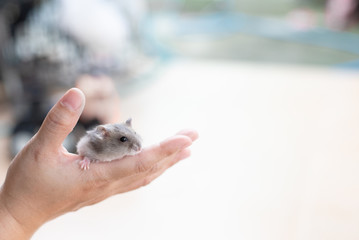 Cute hamster hold hands woman with copy space.