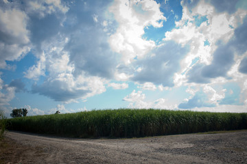 Fototapeta na wymiar sugarcane field