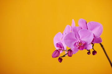 Purple orchids on yellow background.