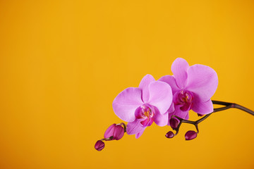 Fototapeta na wymiar Purple orchids on yellow background.