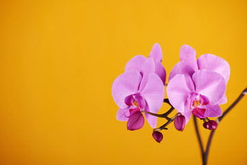 Fototapeta na wymiar Purple orchids on yellow background.