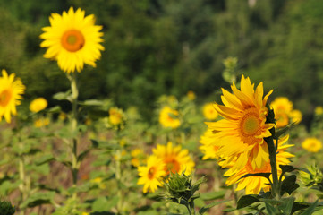 yellow sunflowers in agricultural field in summer