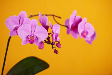 Purple orchids on yellow background.