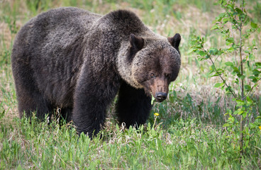 Plakat Grizzly bears during mating season in the wild