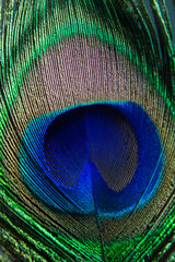 Obraz premium peacock feather