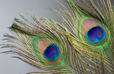 peacock feather 