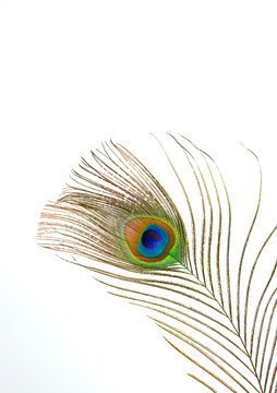 peacock  feather isolated on white background