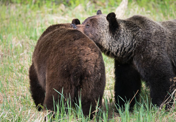 Fototapeta premium Grizzly bears during mating season in the wild