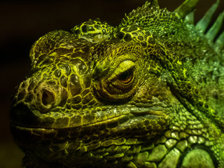 Large green iguana with shadows on its skin