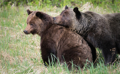 Grizzly bears during mating season in the wild