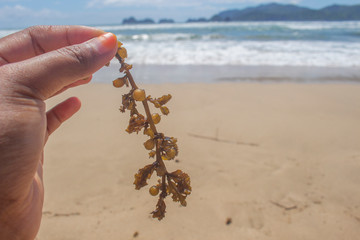 Unique Sea Weed