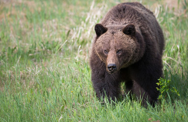 Fototapeta premium Grizzly bears during mating season in the wild