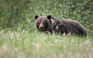 Grizzly bears during mating season in the wild