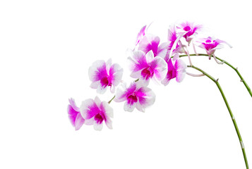 Fototapeta na wymiar Closeup thai orchid. name is Vanda flower, isolated on white background