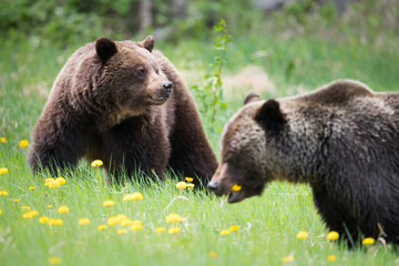 Fototapeta premium Grizzly bears during mating season in the wild