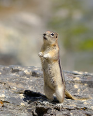 Chimpumk keeping guard