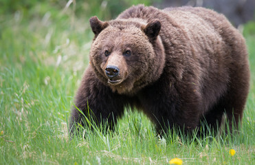 Plakat Grizzly bears during mating season in the wild