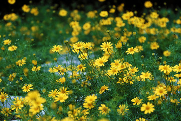 Yellow daisy flowers bloom vibrant at Da Lat ornamental garden